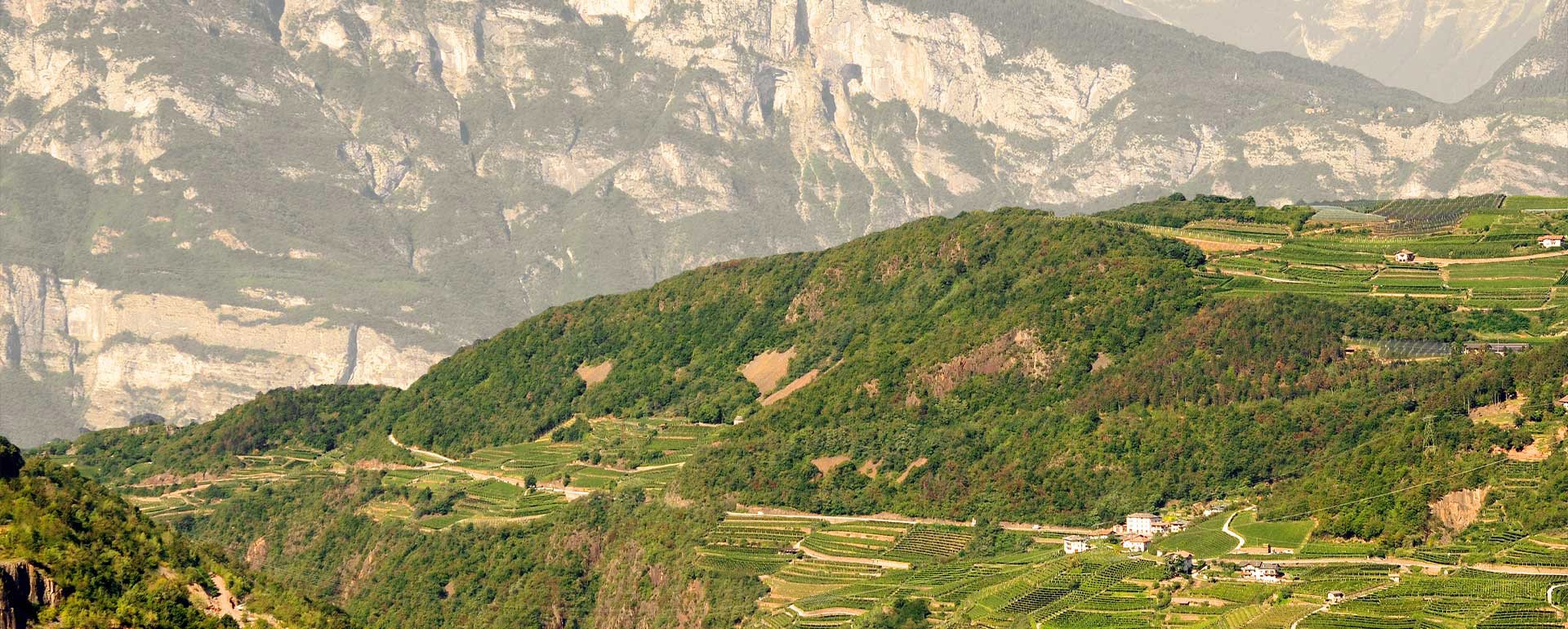 Tenute Vidi