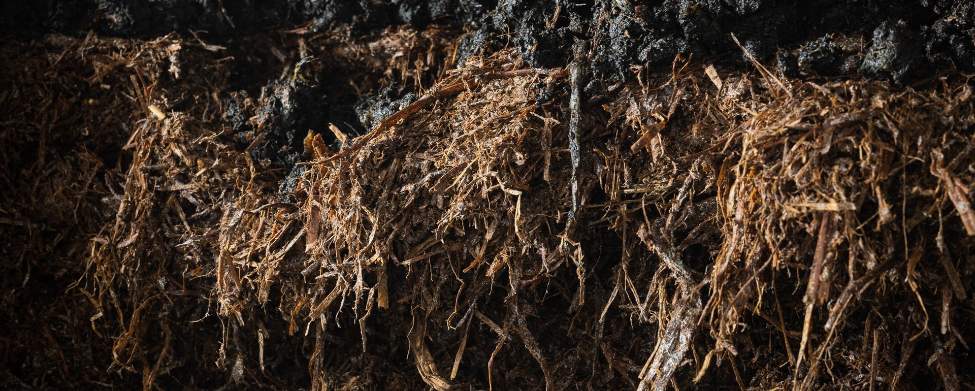 Funghi Valbrenta