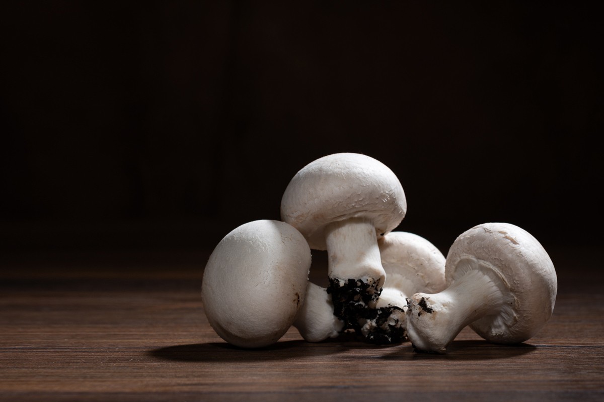 Funghi Valbrenta