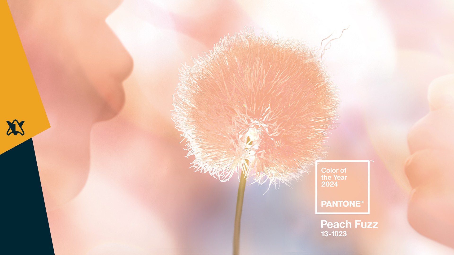 Parsifal-cose-pantone-7-cose-che-forse-non-sai